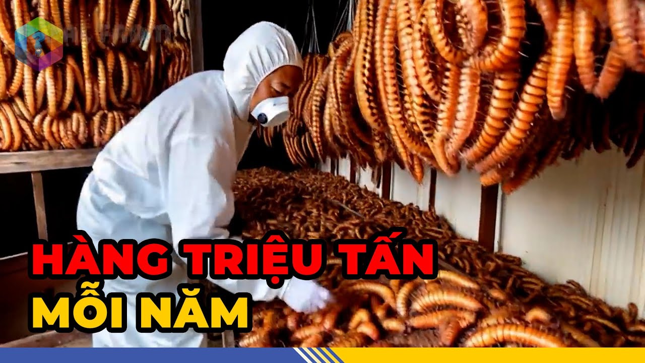 Sững Sờ Cận Cảnh 7 Vụ Thu Hoạch Khủng Khiếp Nhất Thế Giới - Số 3 Là Của Việt Nam [Top 1 Khám Phá]