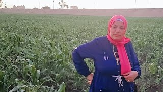 احلى يوم قضيته وسط الطبيعه والخضره🌱مع اولادى واحفادى🥰اتغدينا ولعبنا الله على جمال اللمة💥🤗