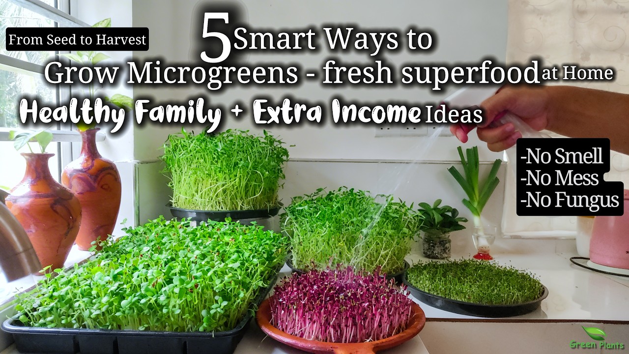 5 Easy Methods to Grow Microgreens at Home  Healthy Family + Small Business Idea//GREEN PLANTS