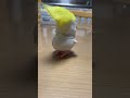 ケツ寄せてくる系インコ。#インコ
