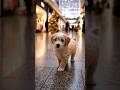 Little puppy exploring the mall like a tiny tourist.🐶#puppy #cutepuppy #puppylife #doglover✨