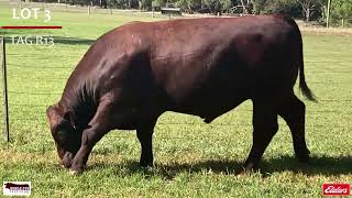 Bundaleer Shorthorn Bulls 2022