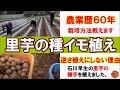 【千葉県】里芋（石川早生）の種イモ（種芋）の植え方・里芋栽培