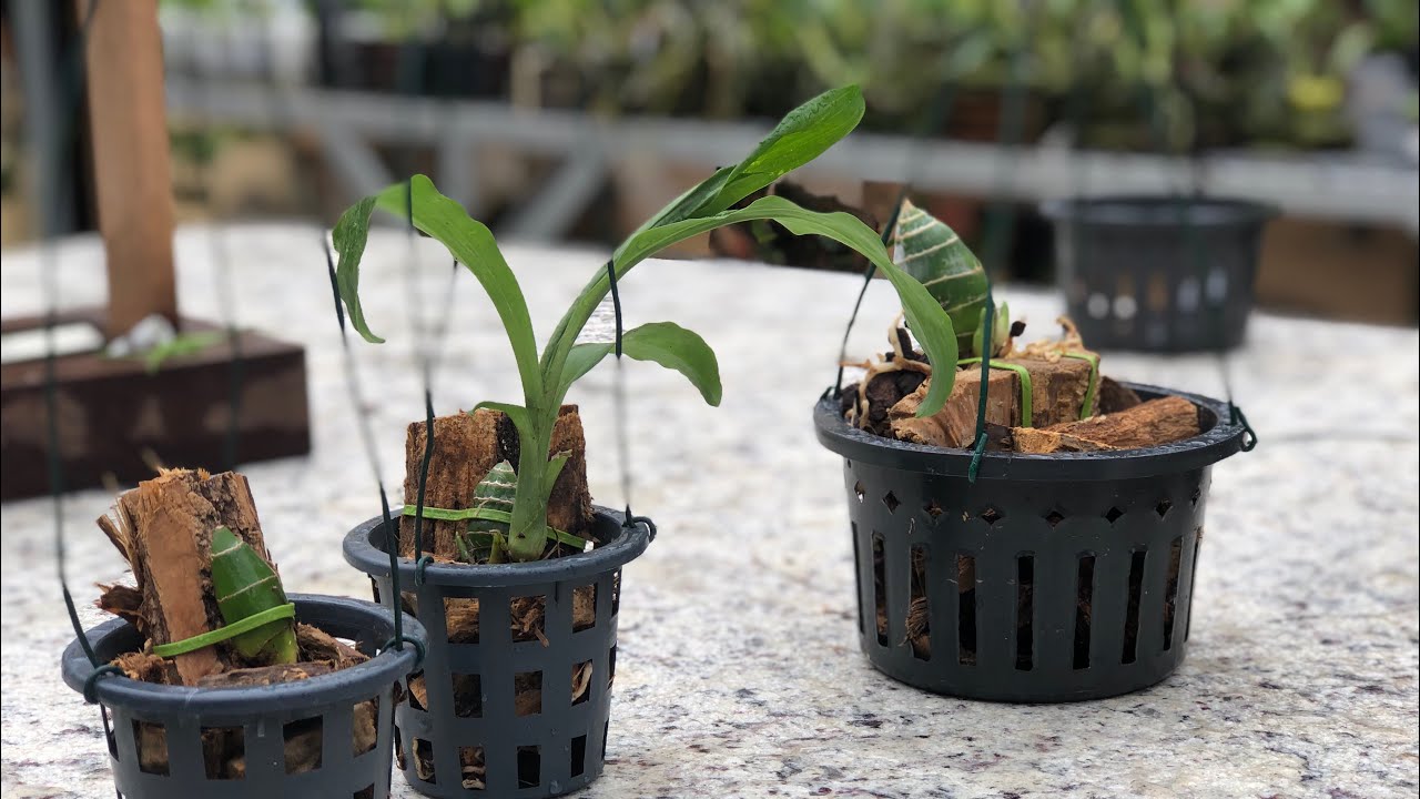 COMO CULTIVAR E REPLANTAR CATASETUM? Um vídeo completo! Orquídea