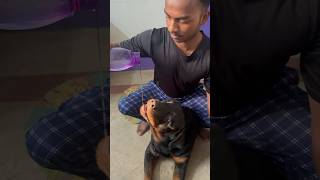 Maje mein pani pe raha #rottweiler #doglover#dogbreed #viralshort #shortsfeed #shorts