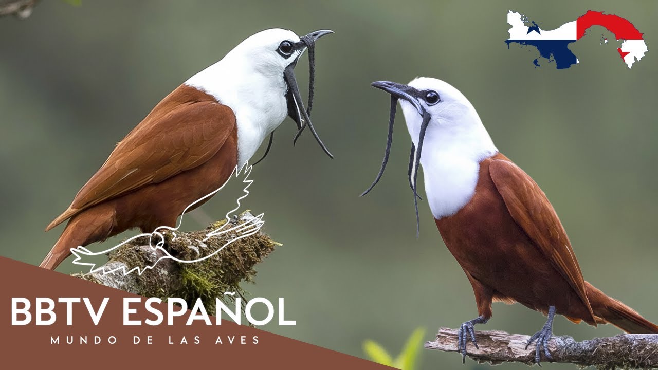 Aves de Panamá | Las Aves Más Hermosas de Panamá Que Nunca Has Visto | BBTV Español