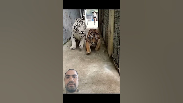 tiger 🐅🐯🐅🐯 pinjra Tod ke Nikal chuke hain