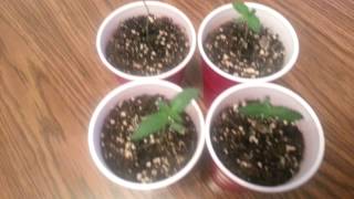 Karma genetics