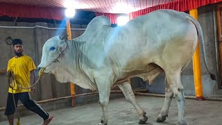 KOLKATA MOST TALLEST ONGOLE OX OF 2024 FROM ASLAM DAIRY FARM GOLBARI #aslamdairyfarm #ongolebulls