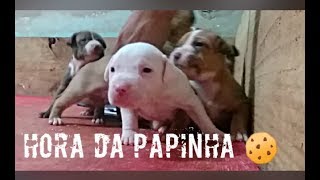 Papinha Para Filhotes de Pitbull ( Primeira Vez ).