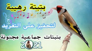 بتبتة رهيبة لتحفيز الحسون على التغريد🎶بتبتات جماعية مجنونة💯✔️