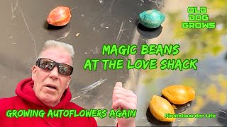 ODG’s Magic Beans at the Love Shack…Growing AutoFlowers Again