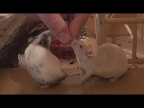 How to Tame Pet Mice
