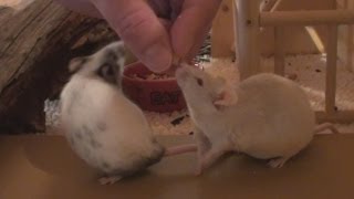 How to Tame Pet Mice