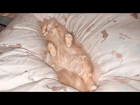 深夜1時過ぎ、飼い主の布団の上に現れるもふもふ猫。【スコティッシュフォールド】