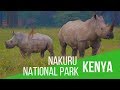 Lake Nakuru national park safari Kenya  travel vlog