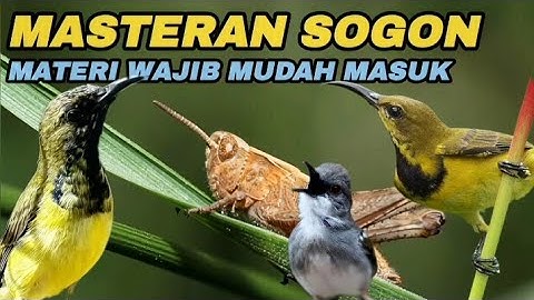MASTERAN SOGON MATERI WAJIB📍Belalang Emas Sambung Bren Ciblek#masteranburung #sogon