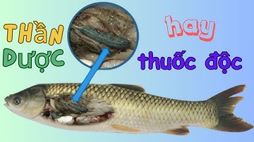 SIÊU ĐỘC MẬT CÁ TRẮM CỎ|| TIÊU DIỆT GAN THẬN TRONG 48 TIẾNG|| CHÉP - TRÔI - HÔ - ÉT???