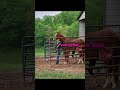 Crying as i post this.. | #fypシ゚viral #horse #nfr