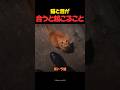 猫と目が合うと起こること