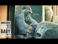 The bond between the Gorilla Siblings began to grow | Kintaro Adores Santaro