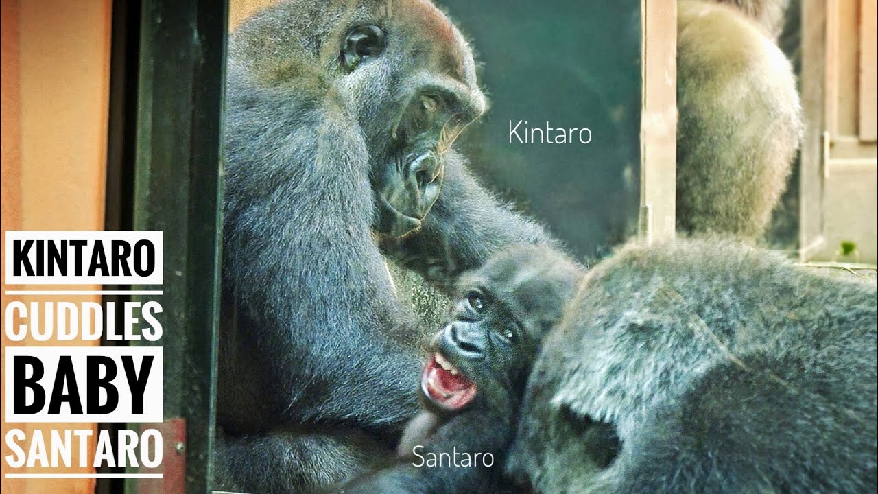 The bond between the Gorilla Siblings began to grow | Kintaro Adores Santaro