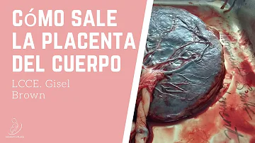 ¿Cuánto tiempo dura una placenta?