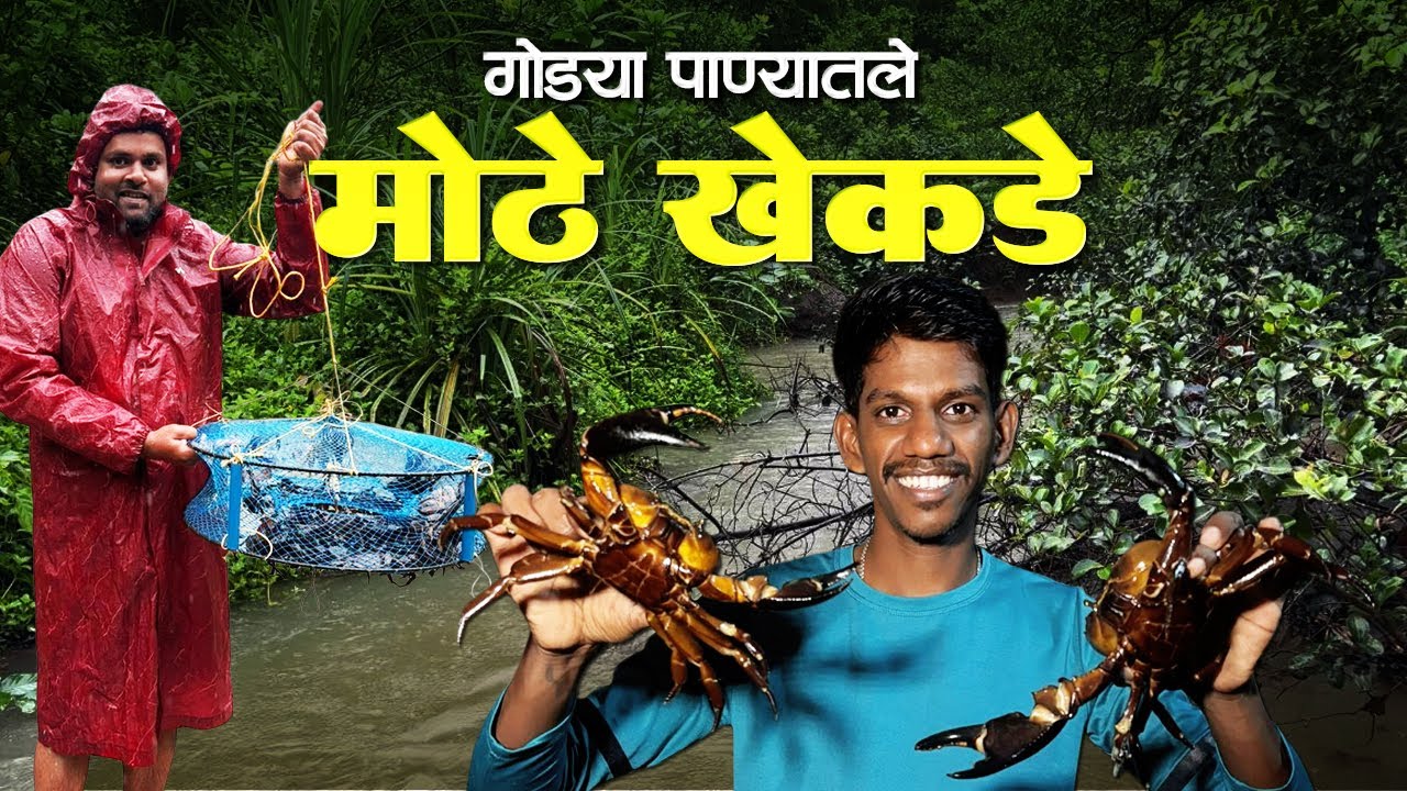 गोड्या पाण्यातल्या खेकड्यांचा पाउस | खेकडे पकडायचा पिंजरा | King Size Crab 