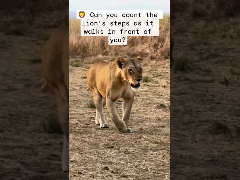 🦁 Can you count the lion’s steps as it walks in front of you? #bigcatswildlife #thebigcatsanctuary