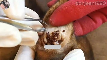 Poor Puppy Were Save From Ticks Attacking - How To Remove Ticks From Dog @FamilyKun