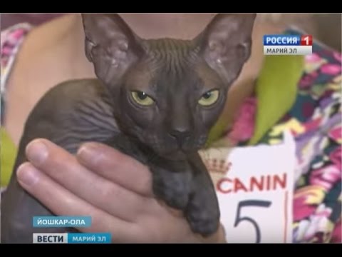 Выставка кошек йошкар ола. Выставка животных в Йошкар-Оле. Выставка кошек Йошкар-Ола Планета.