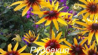 Вы все эти цветы знаете? ...Утро 14 июля... Вы все эти цветы знаете? ...Утро 14 июля...