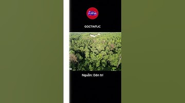 Huế - Hàng trăm cây thông lâu năm cạnh cao tốc chết khô, nghi do bị đầu độc I Góc tin tức