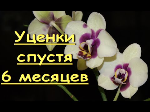 Орхидеи-УЦЕНКИ 'Панды' СПУСТЯ