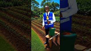 Learn How To Set Up Smart Drip Irrigation System Using Buckets At Home #smartfarming #irrigationsyst