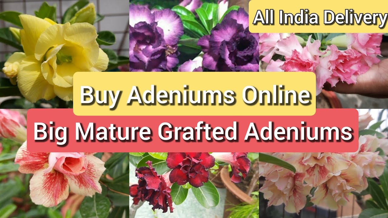 Buy adeniums online, grafted adenium plants for sale, Online plants