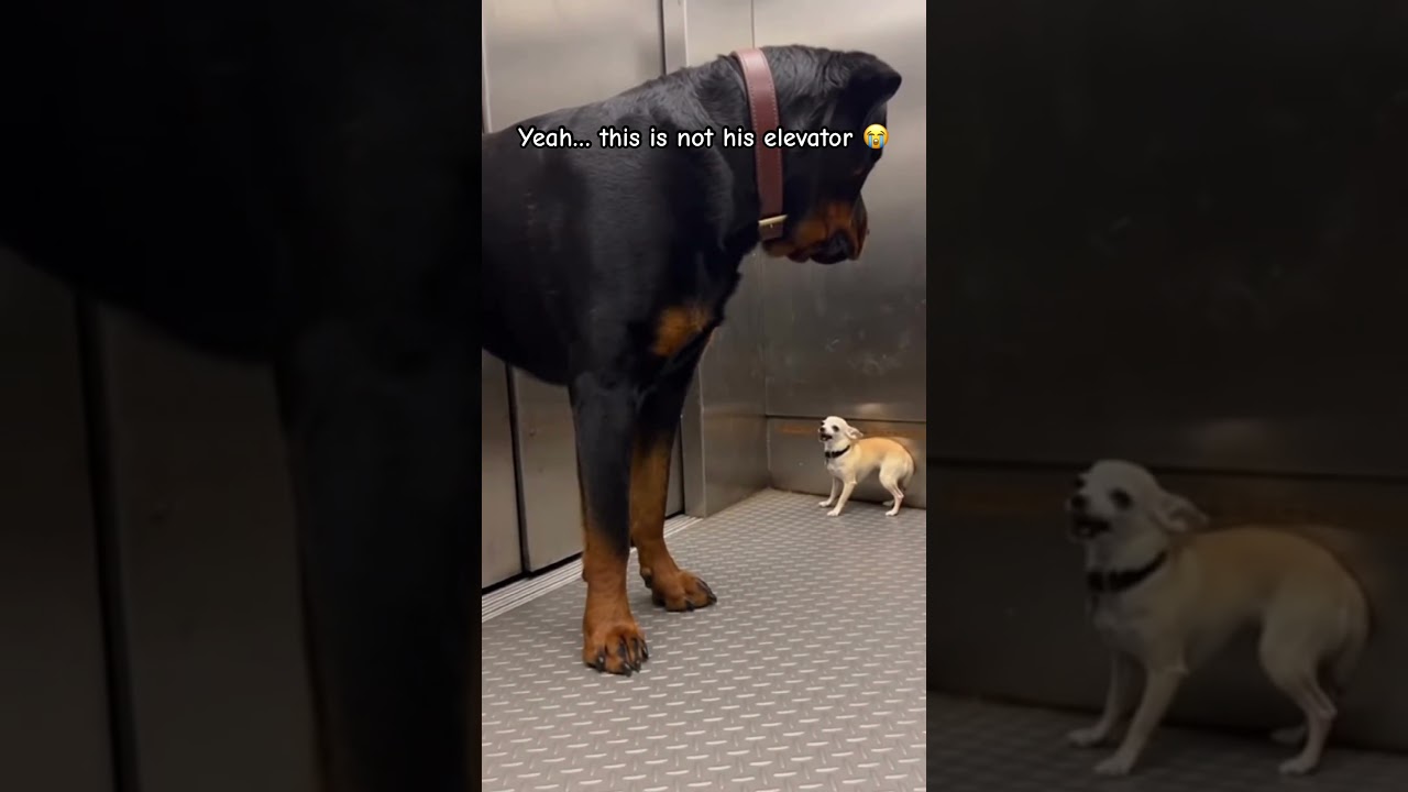 This Is Not His Elevator… 😭😭😭