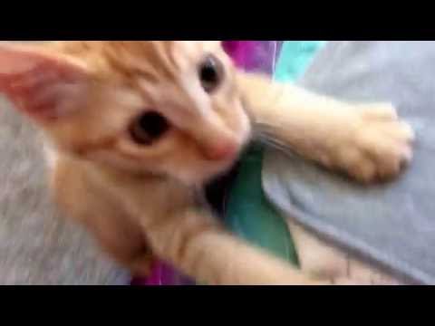 playful-orange-tabby-kitten!!-silly-kitties!!-crazy-cats!!