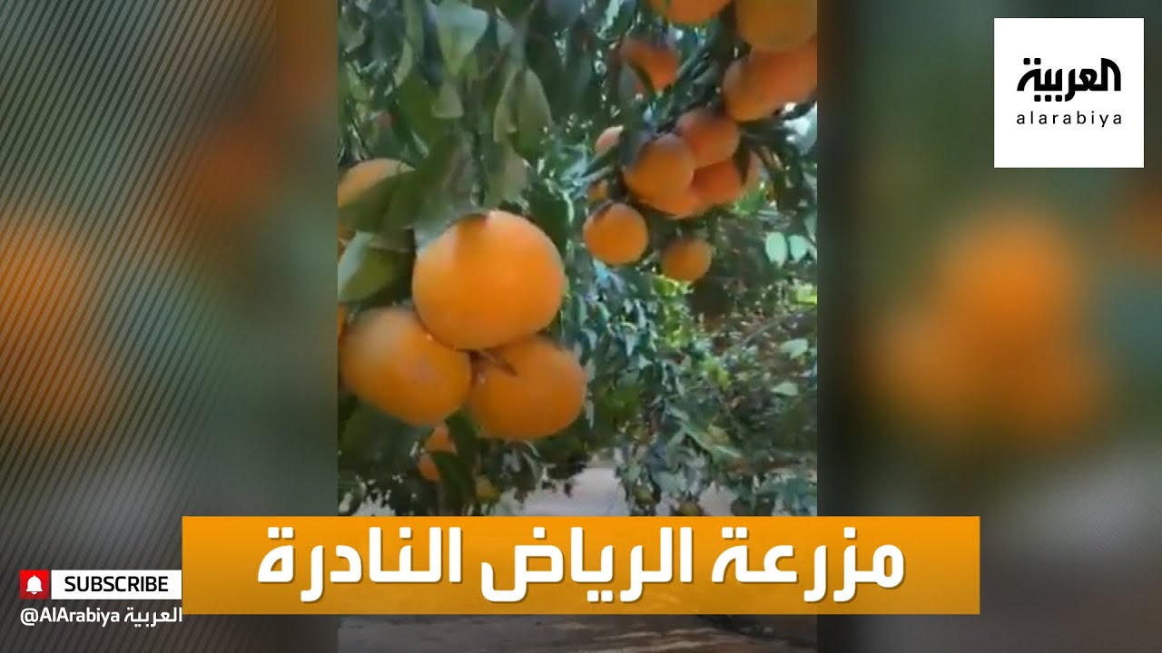 صباح العربية | قصة نجاح إحدى المزارع في الرياض بالتين والبرتقال والبابايا