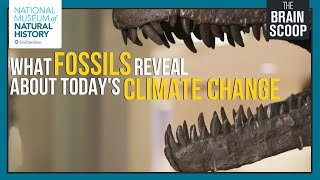 what fossils reveal about todays climate change