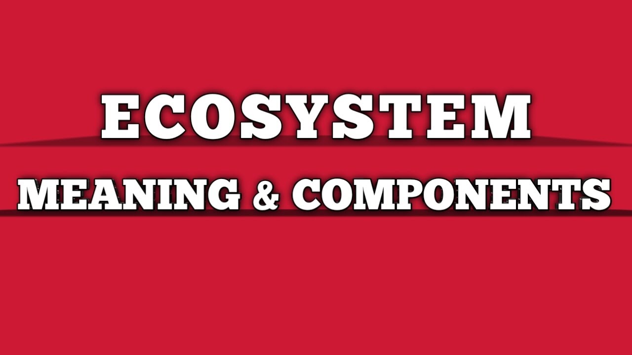 Ecosystem meaning and components
