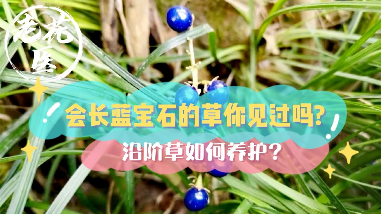 七宝花唐草宝寿文建水 七宝花唐草宝寿文建水