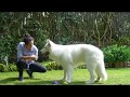 Education  tous les tours de jako  chien berger blanc suisse