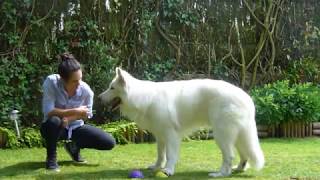 EDUCATION  Tous les tours de Jaïko  chien Berger Blanc Suisse
