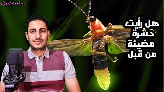 ماهى الحشرات المضيئة الحشرات الاجمل فى العالم سبحان الله