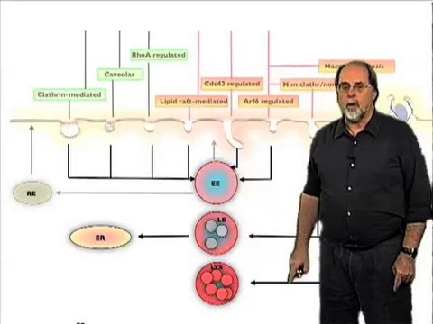 Viral endocytosis - Ari Helenius (ETH)