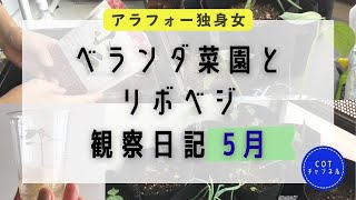 【家庭菜園】リボベジ(再生野菜)観察記録4−5月★キクイモ大豆アズキなど【生活費6.5万円のアラフォー独女】