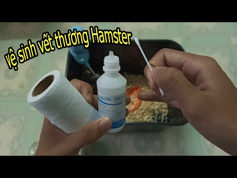 Video: Cách chăm sóc Hamster bị thương