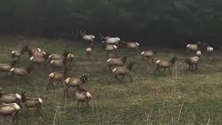 Wildlife Conservation at Work: Elk Making a Comeback in Virginia