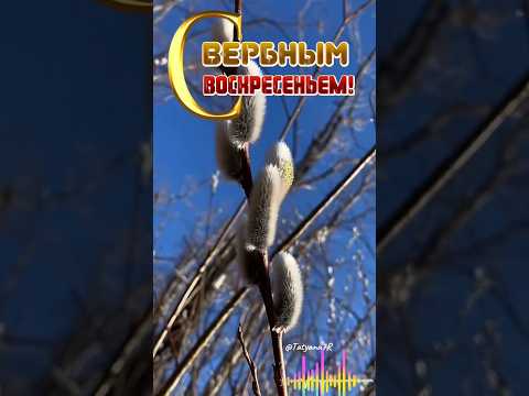 Доброе утро! С Вербным воскресеньем! ( музыкальная) #shorts ) 13 апреля.